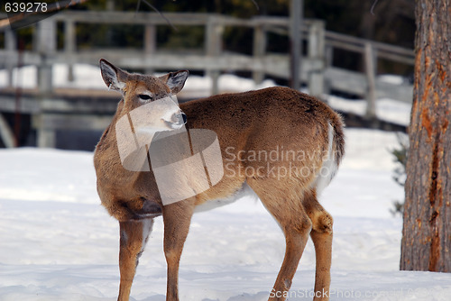 Image of White-tailed deer 