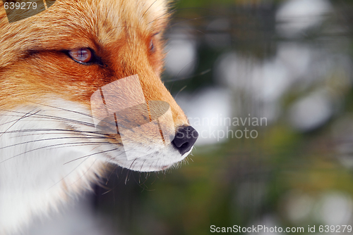 Image of Red Fox