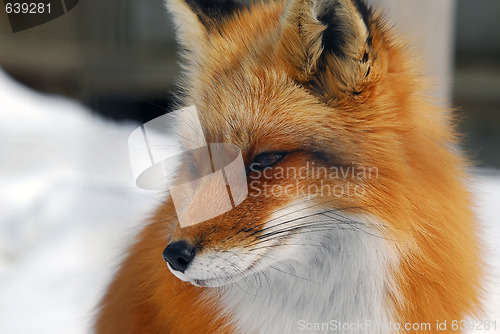 Image of Red Fox