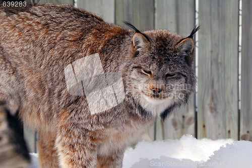 Image of Canada Lynx