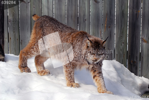 Image of Canada Lynx