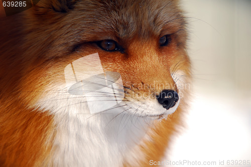 Image of Red Fox