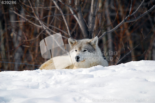 Image of Gray Wolf