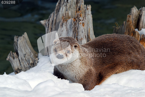 Image of Otter