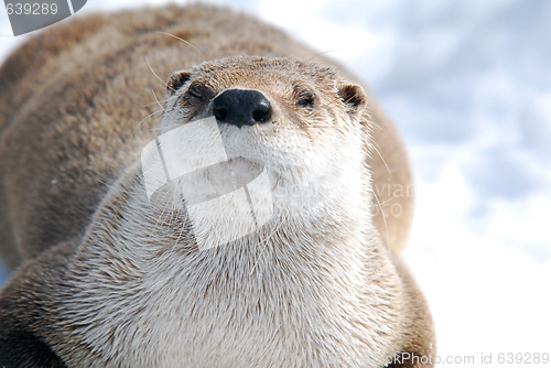 Image of Otter