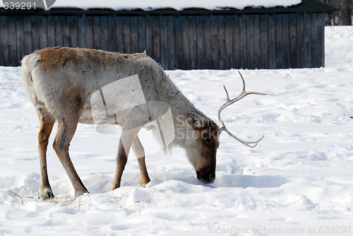 Image of Reindeer