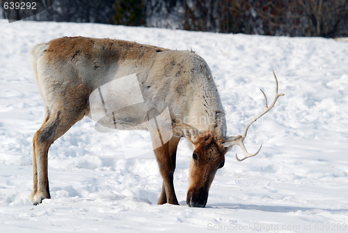 Image of Reindeer