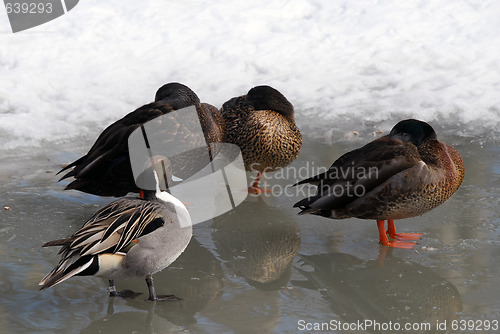 Image of Ducks on Ice