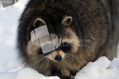 Image of Raccoon