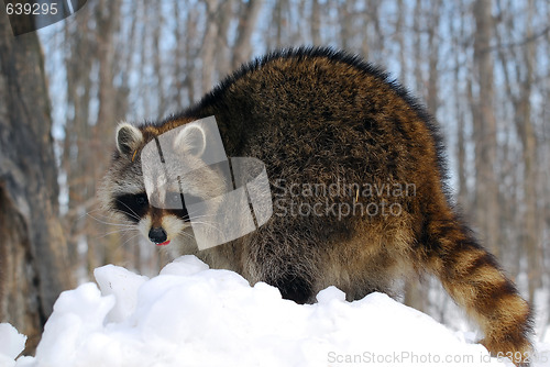 Image of Raccoon