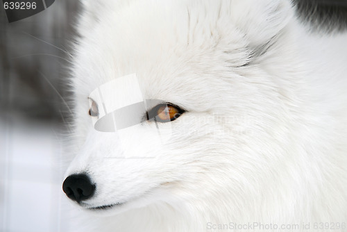 Image of Arctic Fox