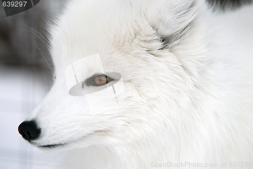 Image of Arctic Fox