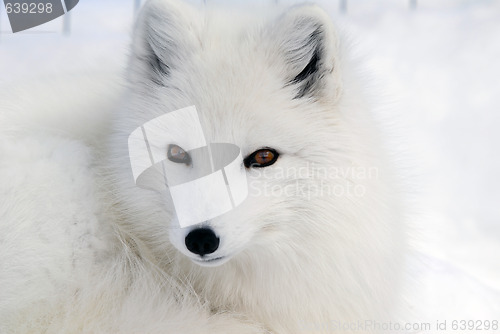 Image of Arctic Fox