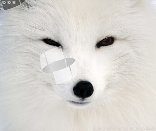 Image of Arctic Fox