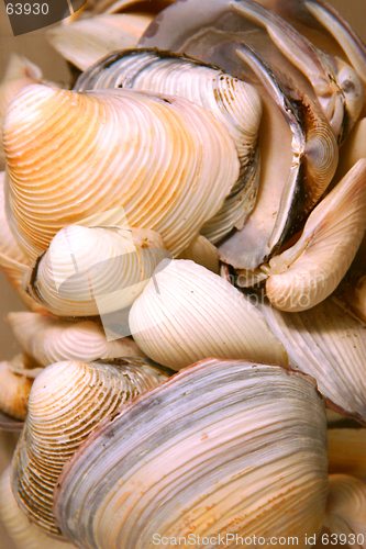 Image of Seashells in a Glass