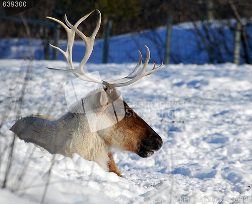 Image of Caribou