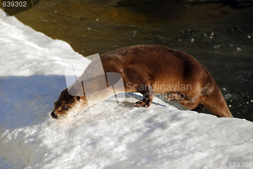 Image of Otter