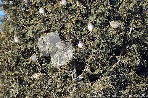 Image of House Sparrow