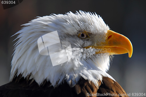 Image of American Bald Eagle