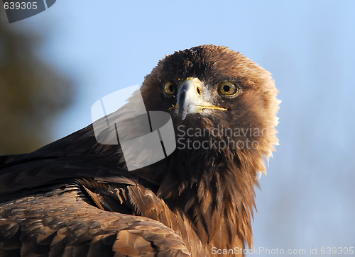 Image of Golden Eagle