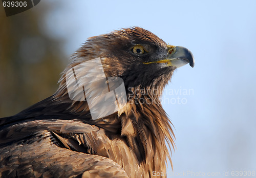 Image of Golden Eagle