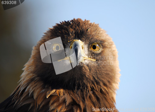 Image of Golden Eagle