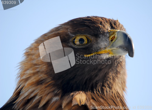 Image of Golden Eagle
