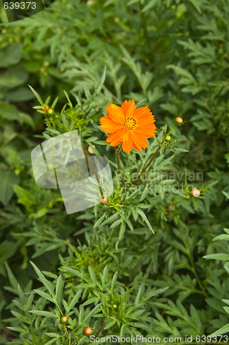 Image of tagetes patula,