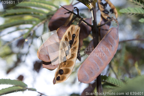 Image of seeds