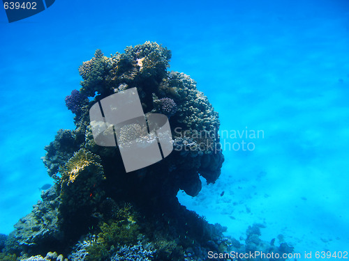 Image of Coral reef