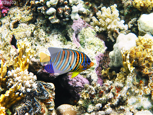 Image of Royal angelfish and coral reef