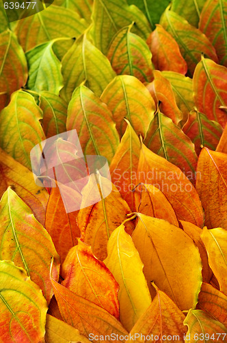 Image of Autumn leaves background