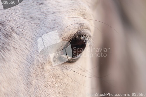Image of eye of a horse