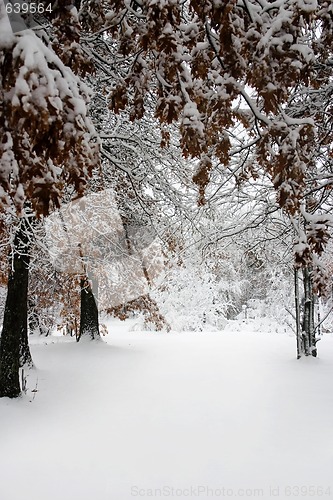 Image of Path through the trees