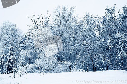 Image of Snowy Trees