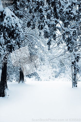 Image of Path through the trees