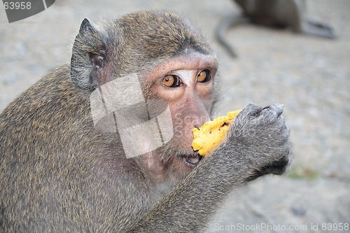 Image of Monkey
