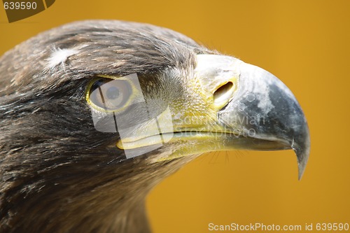 Image of eagle