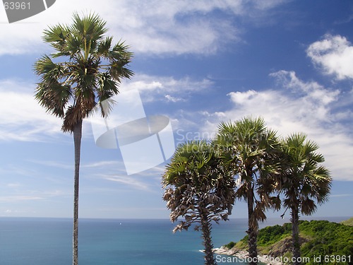 Image of Palm trees