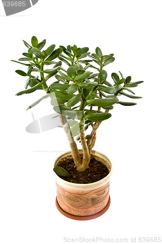 Image of Crassula arborescens