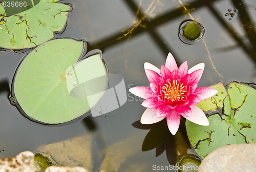 Image of Water-lily