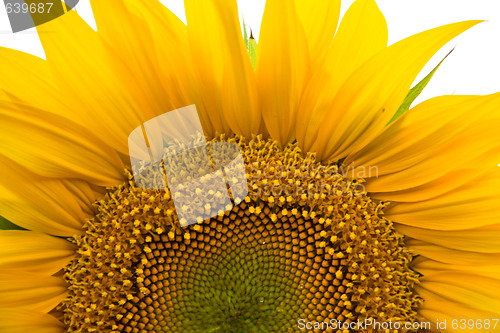 Image of Sunflower