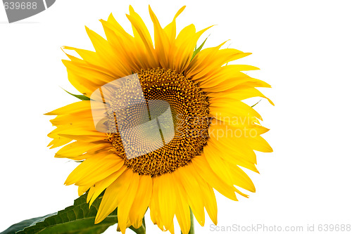 Image of Sunflower