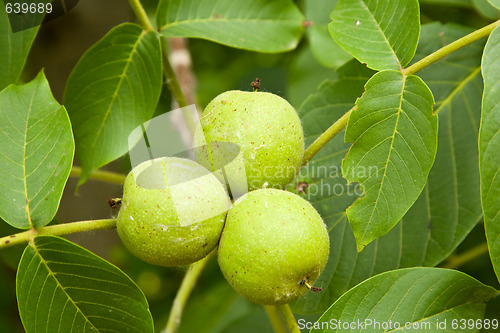 Image of Walnut