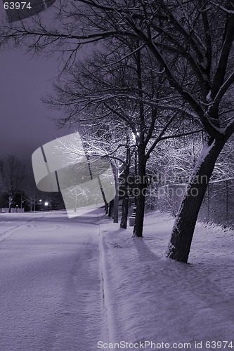 Image of Snowy Trees in a Row in the Park- Winter Theme