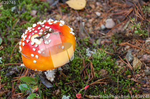 Image of toadstool