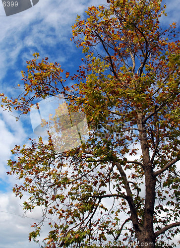 Image of A tree in the Fall