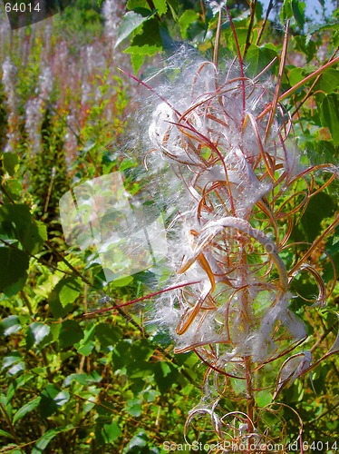 Image of seed on flower