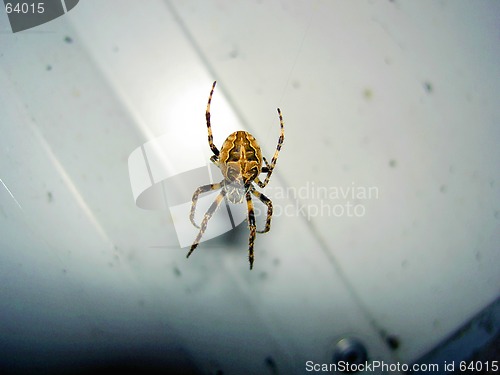 Image of spider