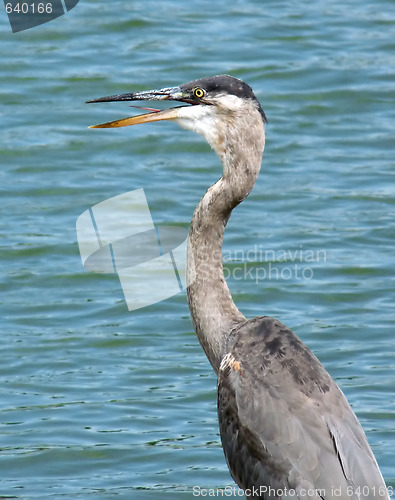 Image of Blue Heron Close